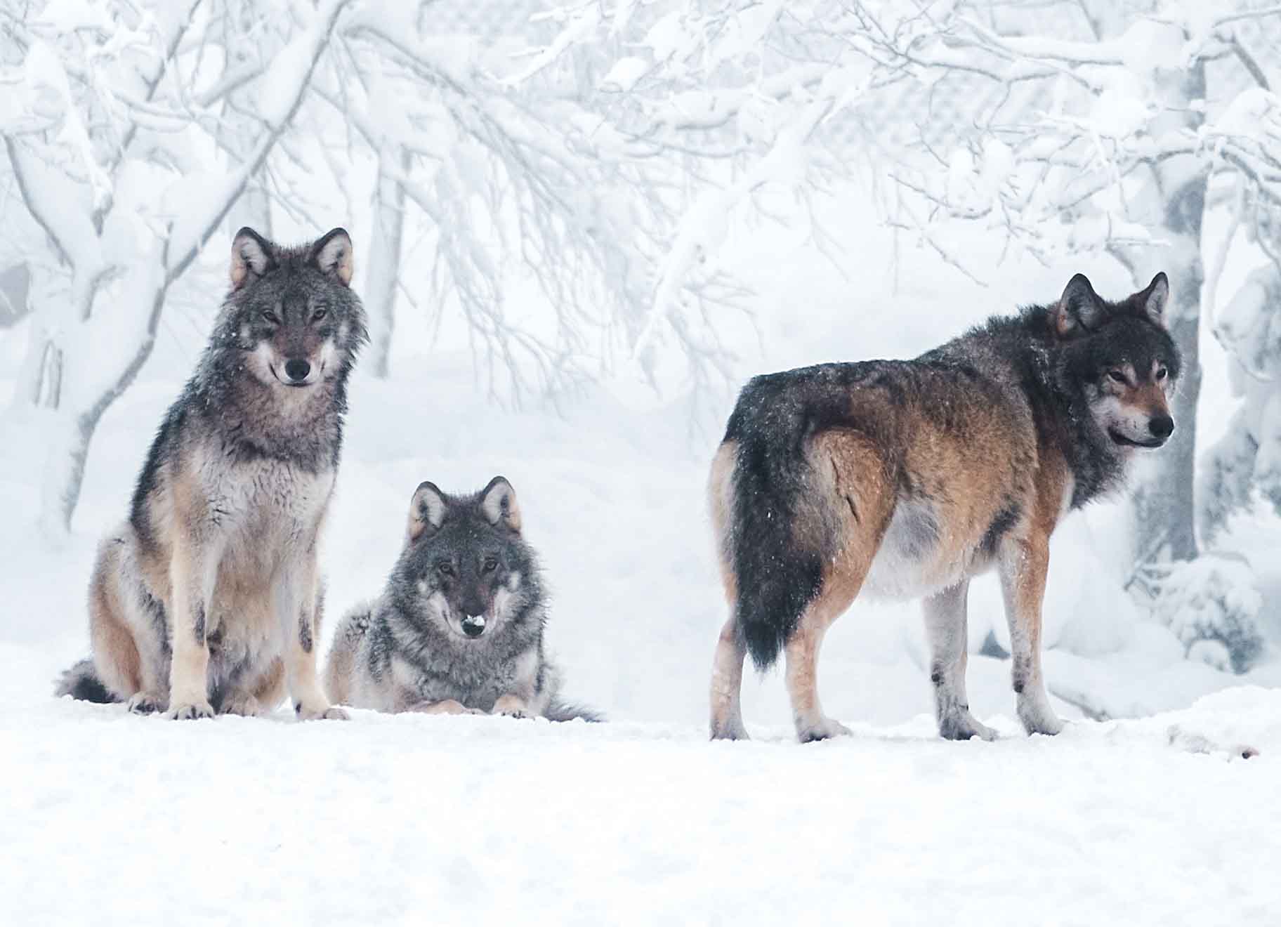 Kerstverhalen wolven